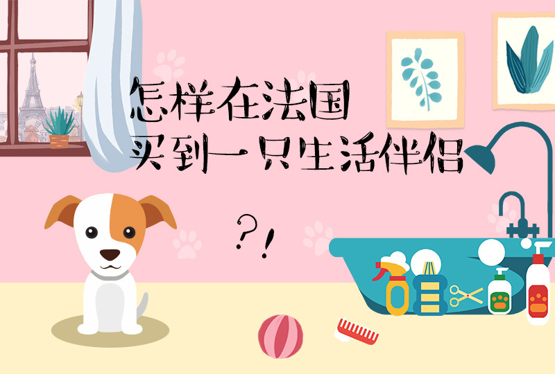 【一分钱攻略】法国狗狗购买详解,你的狗子正在路上!