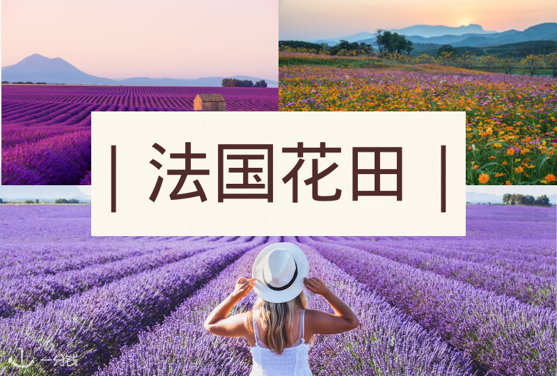 法国花田 | 只送你一束花哪够,带你看看法国漫天遍野的花田美景怎么样?