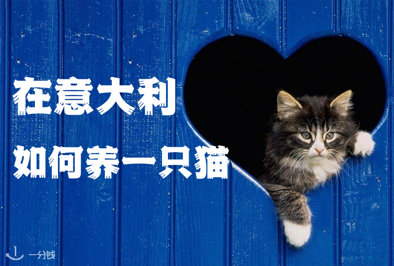 实用养猫手册 | 在意大利,如何成功获得并饲养一只猫猫?