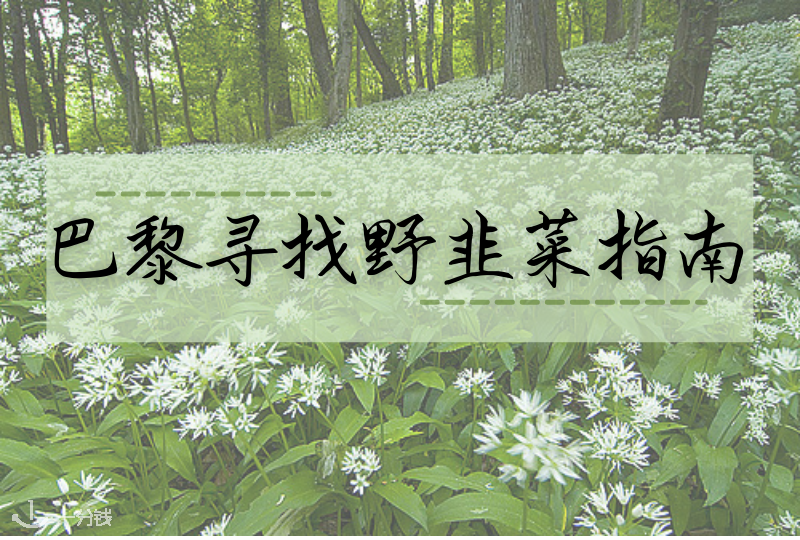 巴黎寻找野韭菜指南｜春天来了，巴黎的奶奶们都准备带着铲子出门了！