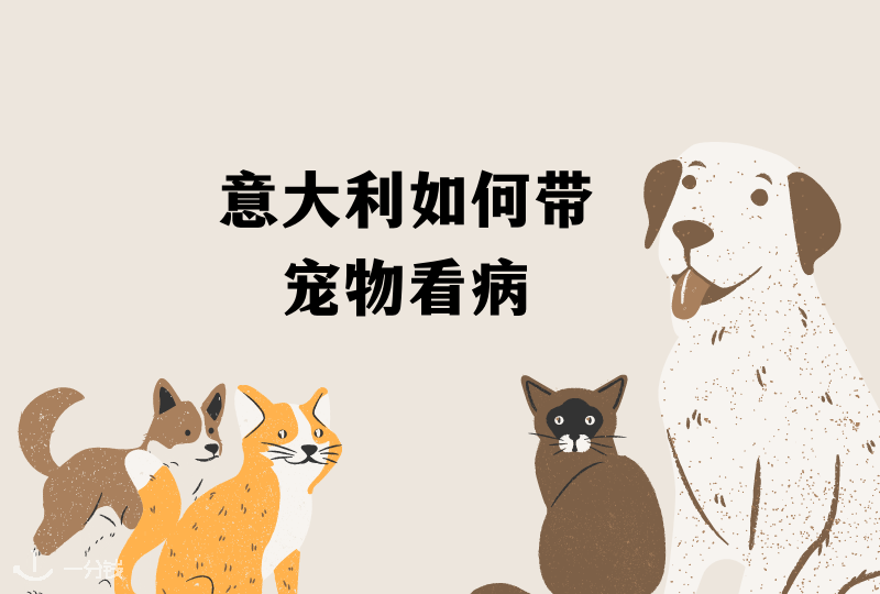 意大利宠物生病 | 主子生病怎么办？收好这篇宠物看病攻略详解！