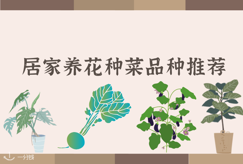 居家养绿植品种推荐｜想在家养些花草或蔬果？在意大利这些植物值得推荐