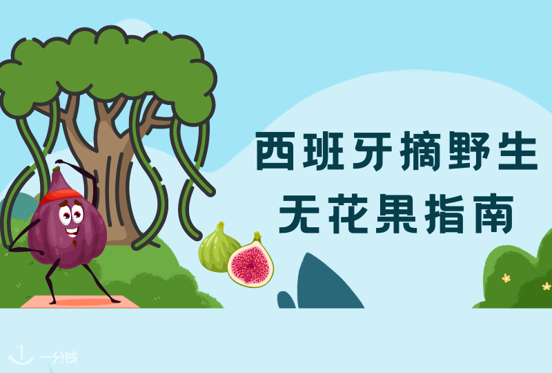 西班牙采无花果｜无花果的采摘季到啦！西班牙去哪里采摘无花果？