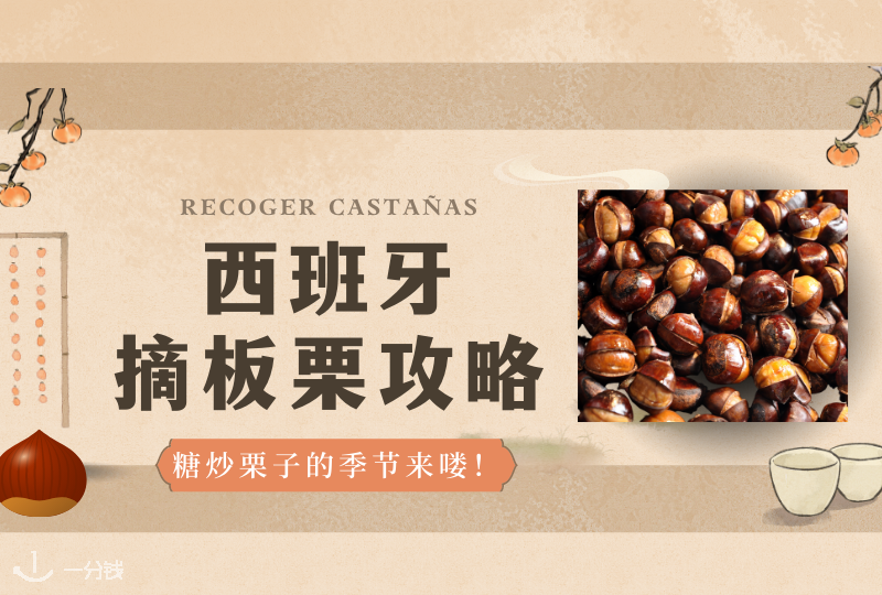 西班牙摘板栗｜板鸭秋季到啦！一起来摘最新鲜的板栗不咯！